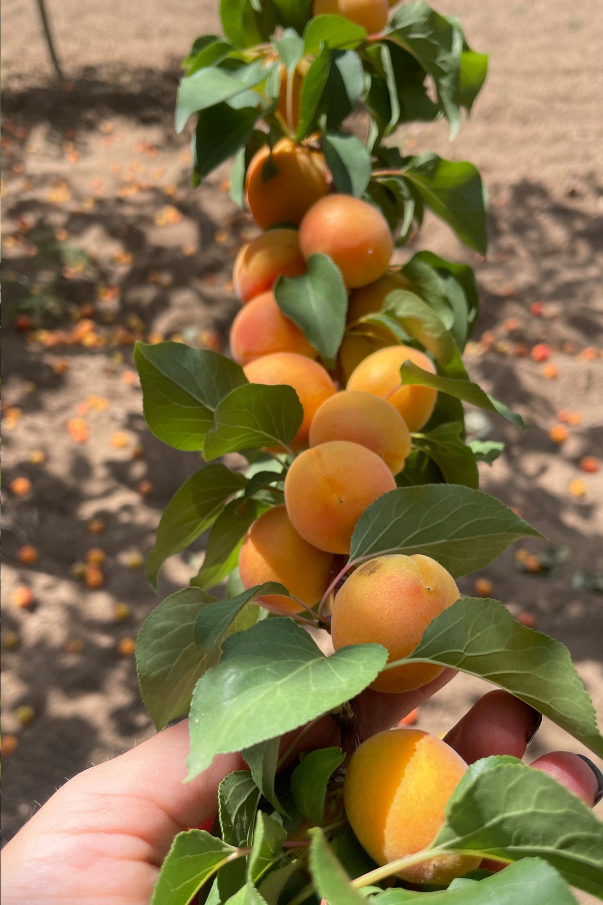 Vanilyalı Şeftali Reçeli